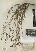 Isotype of Penstemon neotericus D. D. Keck [family SCROPHULARIACEAE]