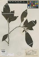 Isotype of Airosperma vanuense S. P. Darwin [family RUBIACEAE]