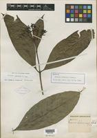 Isotype of Faramea lehmannii Standl. [family RUBIACEAE]