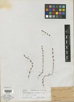 Type? of Galium virgatum Nutt. ex Torr. & A. Gray [family RUBIACEAE]