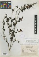 Isotype of Gonzalagunia discolor Standl. [family RUBIACEAE]