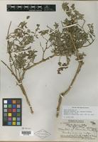 Type of Hedyotis degeneri var. degeneri Fosberg [family RUBIACEAE]