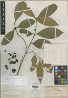 Type of Hymendocarpum odoratum Pierre ex Pit. [family RUBIACEAE]