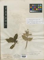 Type of Mussaenda tomentosa Wight [family RUBIACEAE]