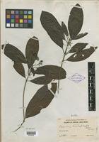 Isotype of Pavetta trachyphylla Bremek. [family RUBIACEAE]