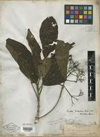 Type of Pavetta birmahica var. tomentosa Bremek. [family RUBIACEAE]