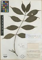 Isotype of Psychotria juninensis Standl. [family RUBIACEAE]