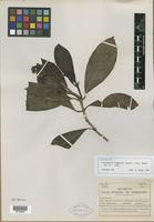 Isotype of Psychotria rimbachii Standl. [family RUBIACEAE]