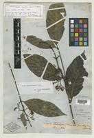 Type? of Webera densiflora Wall. [family RUBIACEAE]