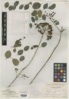 Isotype of Clerodendrum ternifolium var. mexiae Moldenke [family VERBENACEAE]