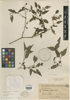 Isotype of Solanum curtipes Bitter [family SOLANACEAE]
