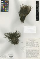 Isotype of Isoetes storkii T. C. Palmer [family ISOETACEAE]