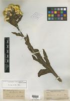 Isotype of Helichrysum cooperi Harv. [family ASTERACEAE]