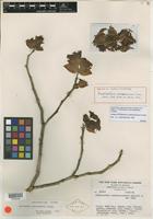 Isotype of Pedilanthus coalcomanensis Croizat [family EUPHORBIACEAE]