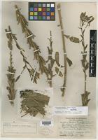 Isotype of Oenothera hookeri var. wolfii Munz [family ONAGRACEAE]