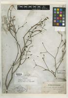 Isotype of Terminalia riedelii Eichler [family COMBRETACEAE]