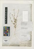 Isolectotype of Chenopodium fremontii S. Watson [family CHENOPODIACEAE]
