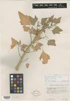 Isotype of Chenopodium pueblense H. S. Reed [family CHENOPODIACEAE]