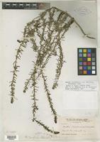 Isotype of Dondia taxifolia Standl. [family CHENOPODIACEAE]
