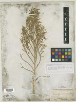 Isotype of Halostachys occidentalis S. Watson [family CHENOPODIACEAE]