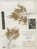 Isotype of Salicornia rubra A. Nelson [family CHENOPODIACEAE]
