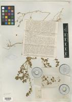 Type of Salsola minkvitziae Korovin [family CHENOPODIACEAE]