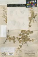Isotype of Iresine alternifolia S. Watson [family AMARANTHACEAE]