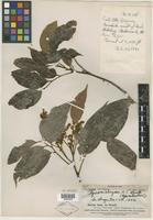 Type of Guioa chrysea A. C. Sm. [family SAPINDACEAE]