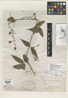 Isotype of Paullinia boliviana f. glabrescens Radlk. [family SAPINDACEAE]