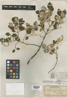 Type of Nototrichium sandwicense var. forbesii Sherff [family AMARANTHACEAE]