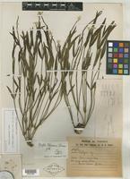 Holotype of Pfaffia gleasonii Suess. [family AMARANTHACEAE]