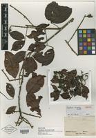 Isotype of Paullinia tricornis Radlk. [family SAPINDACEAE]