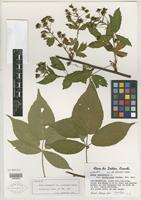 Isotype of Rubus canadensis var. micmacorum Lepage [family ROSACEAE]