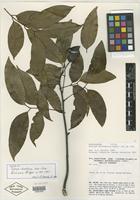 Holotype of Talisia chartacea Acev.-Rodr. [family SAPINDACEAE]