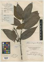 Type of Photinia chingiana Hand.-Mazz. [family ROSACEAE]