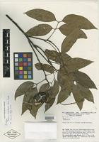 Isotype of Talisia chartacea Acev.-Rodr. [family SAPINDACEAE]