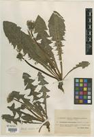 Type of Taraxacum bracteatum Dahlst. [family ASTERACEAE]