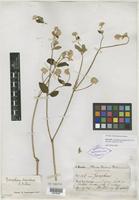 Isotype of Gomphrena mandonii R. E. Fr. [family AMARANTHACEAE]