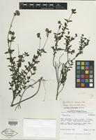 Holotype of Neocuatrecasia sandiensis H. Rob. [family ASTERACEAE]