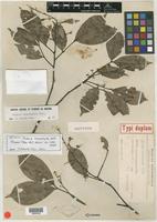 Isotype of Talisia microphylla Uittien [family SAPINDACEAE]
