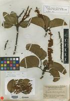 Isotype of Roupala loxensis I. M. Johnst. [family PROTEACEAE]