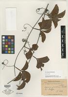 Syntype of Serjania piscatoria Radlk. [family SAPINDACEAE]