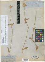 Lectotype of Gomphrena sonorae Torr. [family AMARANTHACEAE]