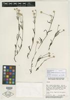 Isotype of Pfaffia cipoana Marchioretto, Miotto & J. C. Siqueira [family AMARANTHACEAE]