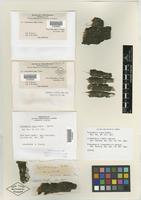 Isotype of Pyrenothrix nigra [family FAMILY UNKNOWN (LICHEN)]