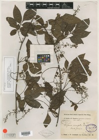 Syntype of Serjania corrugata Radlk. [family SAPINDACEAE]