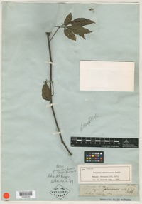 Syntype of Serjania sphaerococca Radlk. [family SAPINDACEAE]