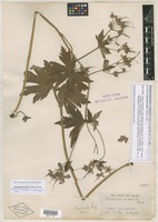 Lectotype of Geranium eriostemon f. yezoense H.Hara [family GERANIACEAE]