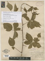 Type? of Rubus canadensis var. invisus L.H.Bailey [family ROSACEAE]