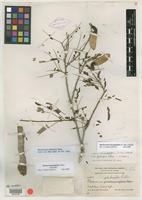 Isotype of Machaerium glabripes Pittier [family FABACEAE]